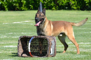 Education canine